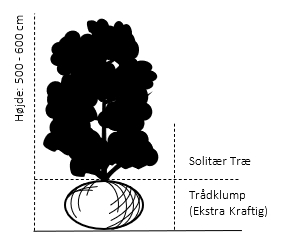Solitær træ 500-600 cm. Med trådklump