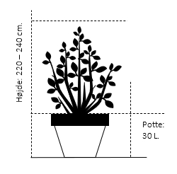 Potte 30 liter 220-240 cm.