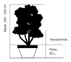 Flerstammet,  200-250 cm. Potte 30 liter