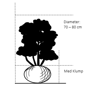 Med klump,- 70-80 cm. diameter