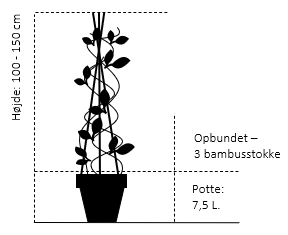 Potte 7,5 liter,- 3 bambusstokke, opbundet 100-150 cm. 