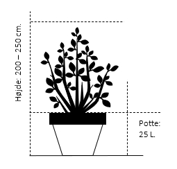 Potte 25 liter,- 200-225 cm. 