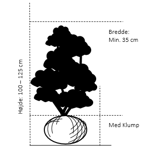 Med klump,- 100-125 cm. Bredde 35 cm. 