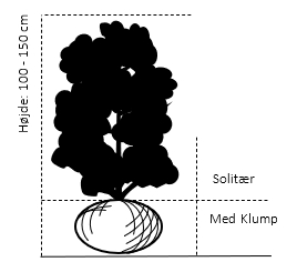 Solitær busk 100-150 cm. med klump
