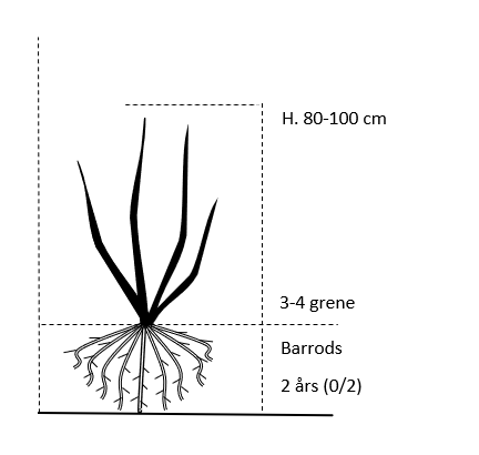 Barrods,- 2 års (0/2) 80-100 cm. 3-4 grene