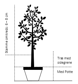 Træ med sidegrene,- stammeomkreds 6-8 cm. med potte