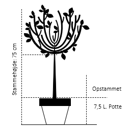 Opstammet 75 cm. 7,5 liter potte