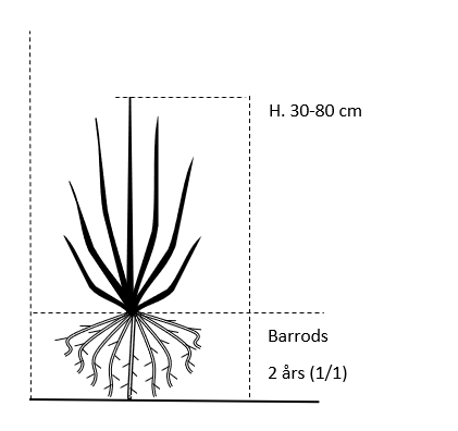 Barrods,- 2 års (1/1) 30-80 cm. 