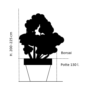 Bonsai,- 200-225 cm. potte 130 liter