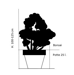 Bonsai,- 100-125 cm. 25 liter potte