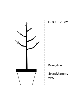 Dværgtræ VVA-1 højde 80/120 cm.