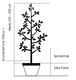Spindeltræ M7, 150-200 cm. Med potte