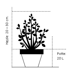 Potte 20 liter 20-30 cm.