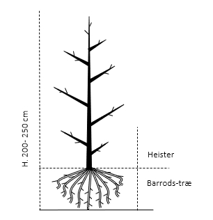 Heister 200-250 cm. Barrodstræer