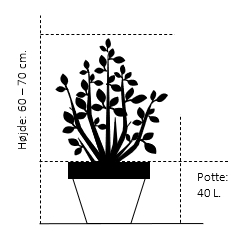 Potte 40 liter 60-70 cm.
