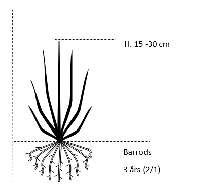 Barrods,- 3 års (2/1) 15-30 cm. 