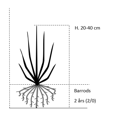 Barrods,- 2 års (2/0) 20-40 cm. 