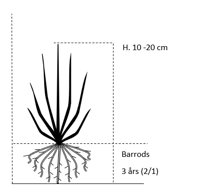Barrods,- 3 års (2/1) 10-20 cm. 
