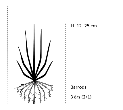 Barrods,- 3 års (2/1) 12-25 cm. 
