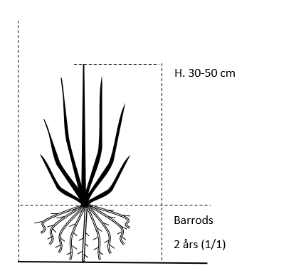 Barrods,- 2 års (1/1) 30-50 cm. 