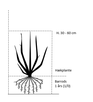 Barrods,- 1 års (1/0) 30-60 cm. 