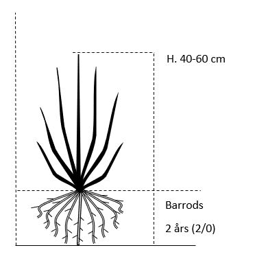 Barrods,- 2 års (2/0) 40-60 cm. 
