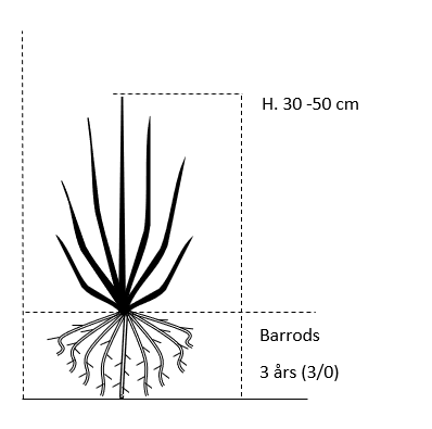 Barrods,- 3 års (3/0) 30-50 cm. 