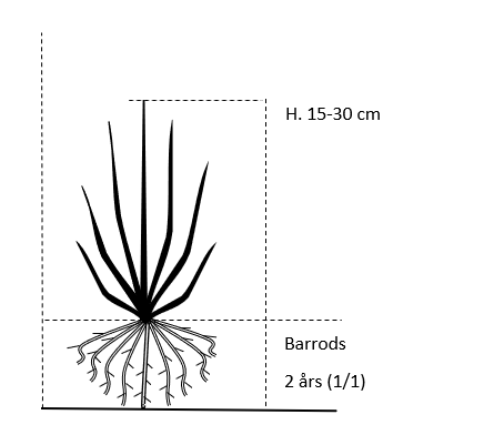Barrods,- 2 års (1/1) 15-30 cm. 