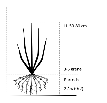 Barrods, 2 års (0/2) 50-80 cm. 3-5 grene.