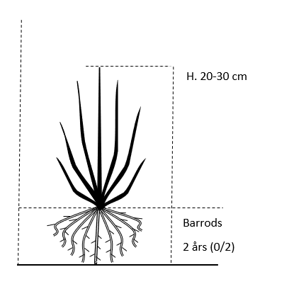 Barrods,- 2 års (0/2) 20-30 cm. 