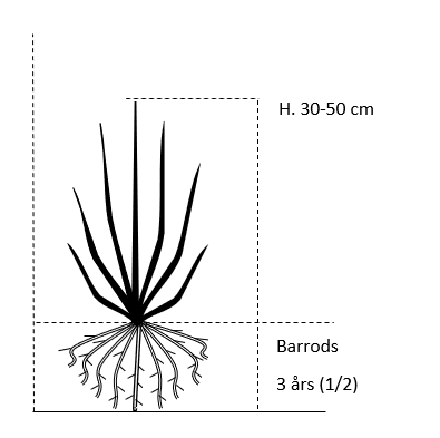 Barrods,- 3 års (1/2) 30-50 cm. 