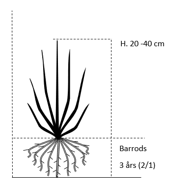 Barrods,- 3 års (2/1) 20-40 cm. 