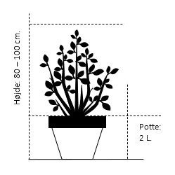 Potte 2,0 liter,- 80-100 cm.