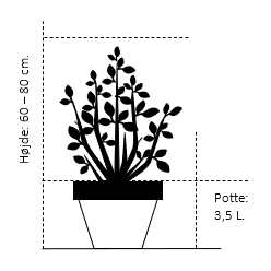 Potte 3,5 liter 60-80 cm.