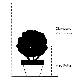 Med potte,- 25-30 cm. diameter. 