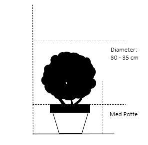 Med potte,- 30-35 cm. diameter. 