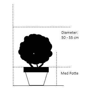 Med potte,- 50-55 cm. diameter. 