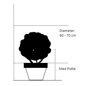 Med potte,- 60-70 cm. diameter. 