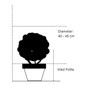 Med Potte, 40-45 cm. Diameter