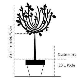 Opstammet 40 cm. 20 liter potte