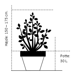 Potte 30 liter,- 150-175 cm. 