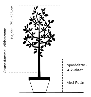 Potte,- A-kvalitet, Vildstamme,- Spindeltræ - 175-225 cm.