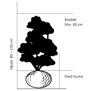 Med Klump, 80-100 cm. høj. min. 80 cm. bred.