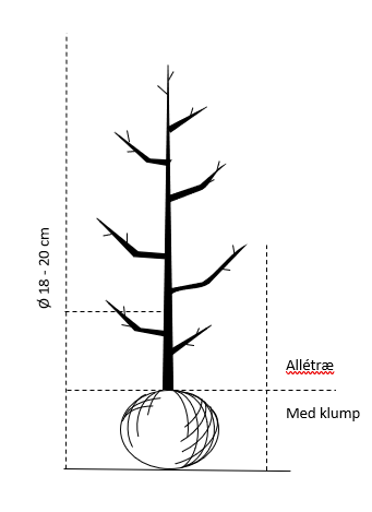 Alletræ, Stammeomkreds 18-20 cm. med klump