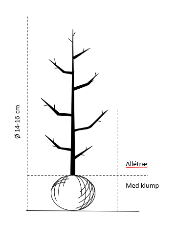 Alletræ, Stammeomkreds 14-16 cm. med klump