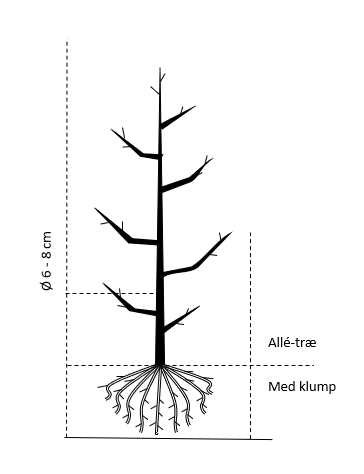 Alletræ, Stammeomkreds 6-8 cm. barrods