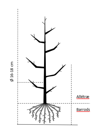Alletræ, Stammeomkreds 16-18 cm. barrods
