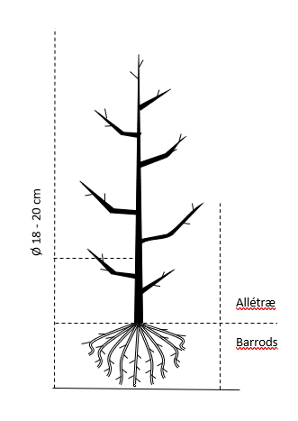 Alletræ, Stammeomkreds 18-20 cm. Barrods