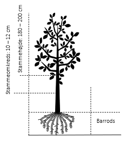 Stammehøjde ca. 180-200 cm. + krone,- omkreds 10-12 cm. Barrods