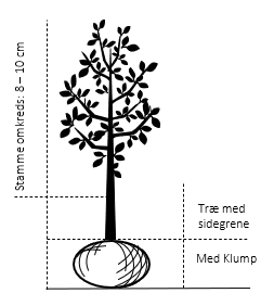 Træ med sidegrene,- stammeomkreds 8-10 cm. med klump